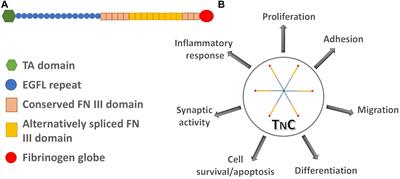 The Extracellular Matrix Glycoprotein Tenascin C and Adult Neurogenesis